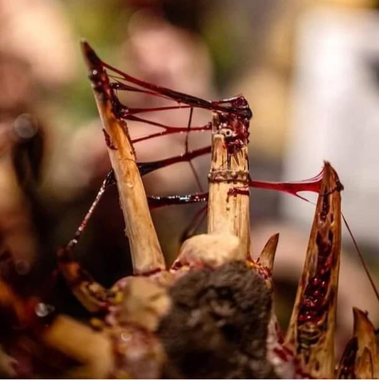 Dirty Down Gore, a blood red col...