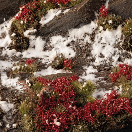 Gamers Grass Laliguras Flowers. ...