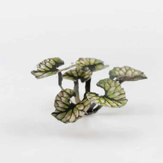 Gamers Grass Bugloss - Paper Plants