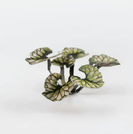 Gamers Grass Bugloss Paper Plant...