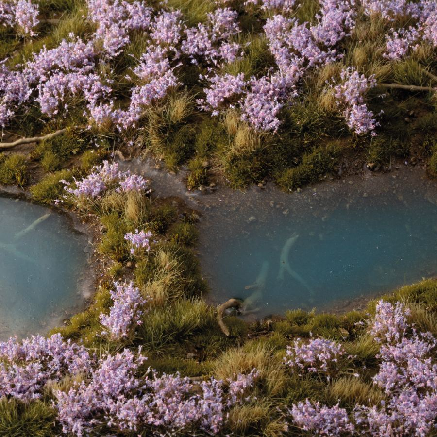 Lavender Flowers - Gamers Grass