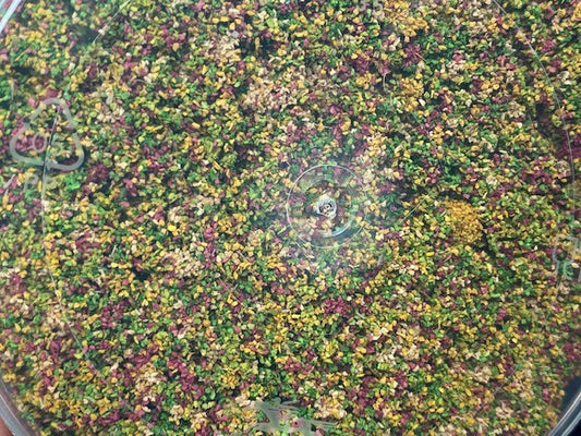 Meadow Coarse Grass - Javis Tub