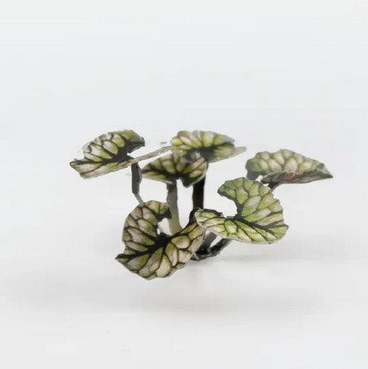 Gamers Grass Bugloss - Paper Plants
