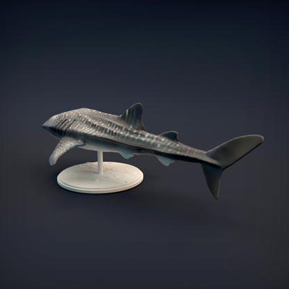 Whale Shark - Iron Gate Scenery