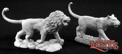 02776 Male & Female Lion