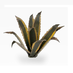 Agave by Gamers Grass represent the American plant species