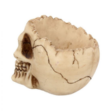 Lobo Skull Ornament 14.5cm