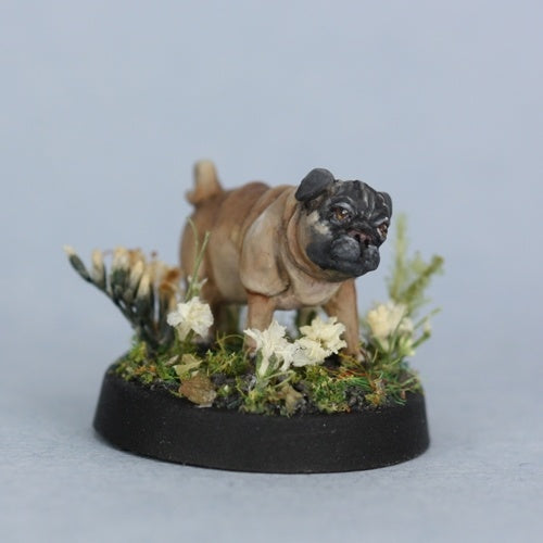Pug