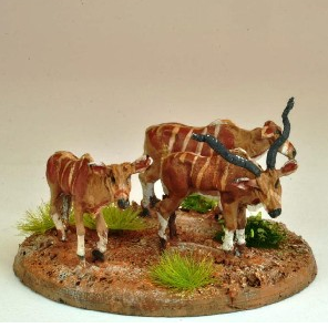 Kudu  - North Star - AA21