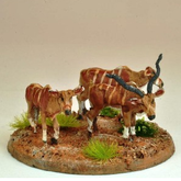 Kudu  - North Star - AA21