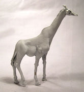 North Star Africa! - AA07 Giraffe